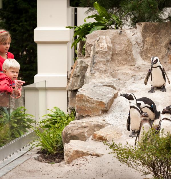 Gezin kijkt naar pinguïns